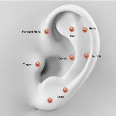 rose renkli dudak piercingin kıkırdak kulak bölge isimleri